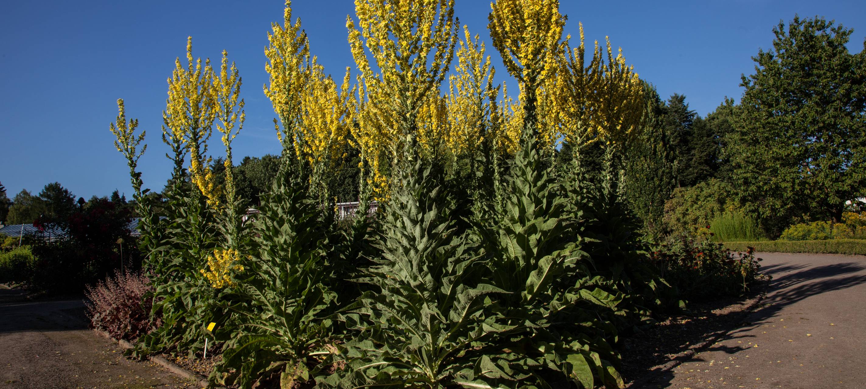Raubvogel sorgt für Sperrung