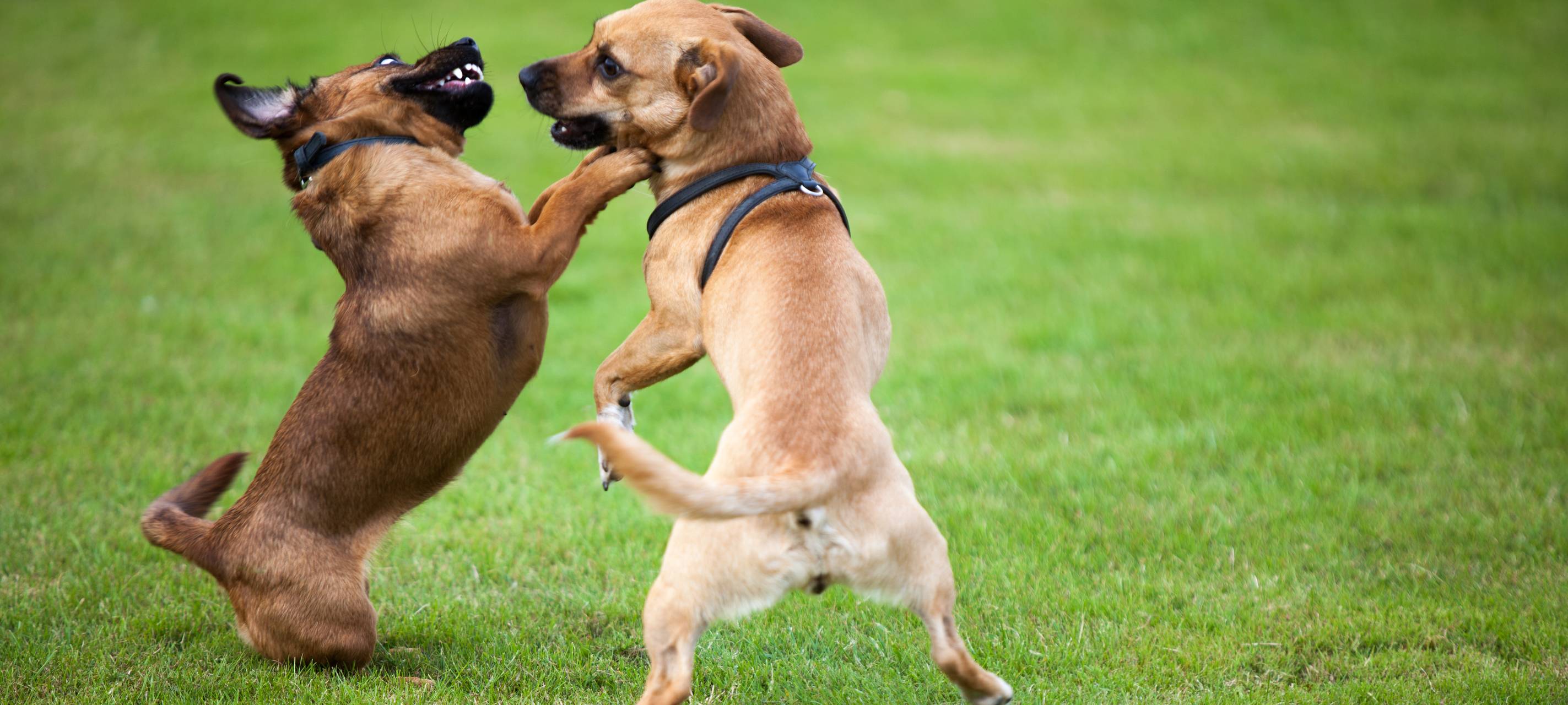 Neue Regeln zur Hundesteuer in Schwalmtal
