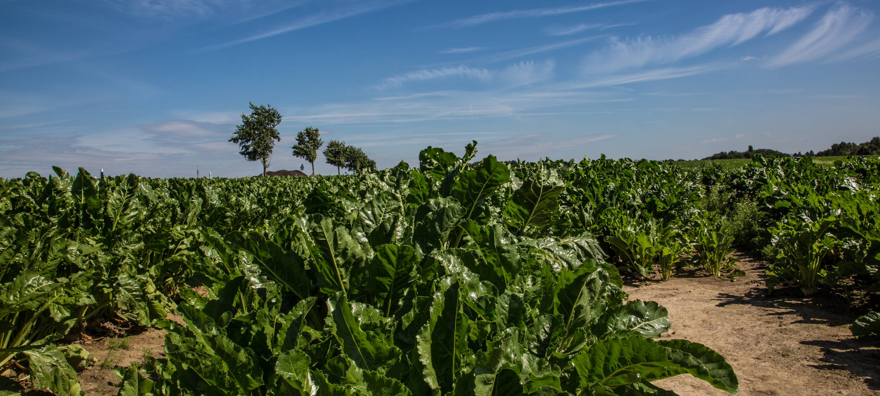 Mehr Diebstahl auf Feldern