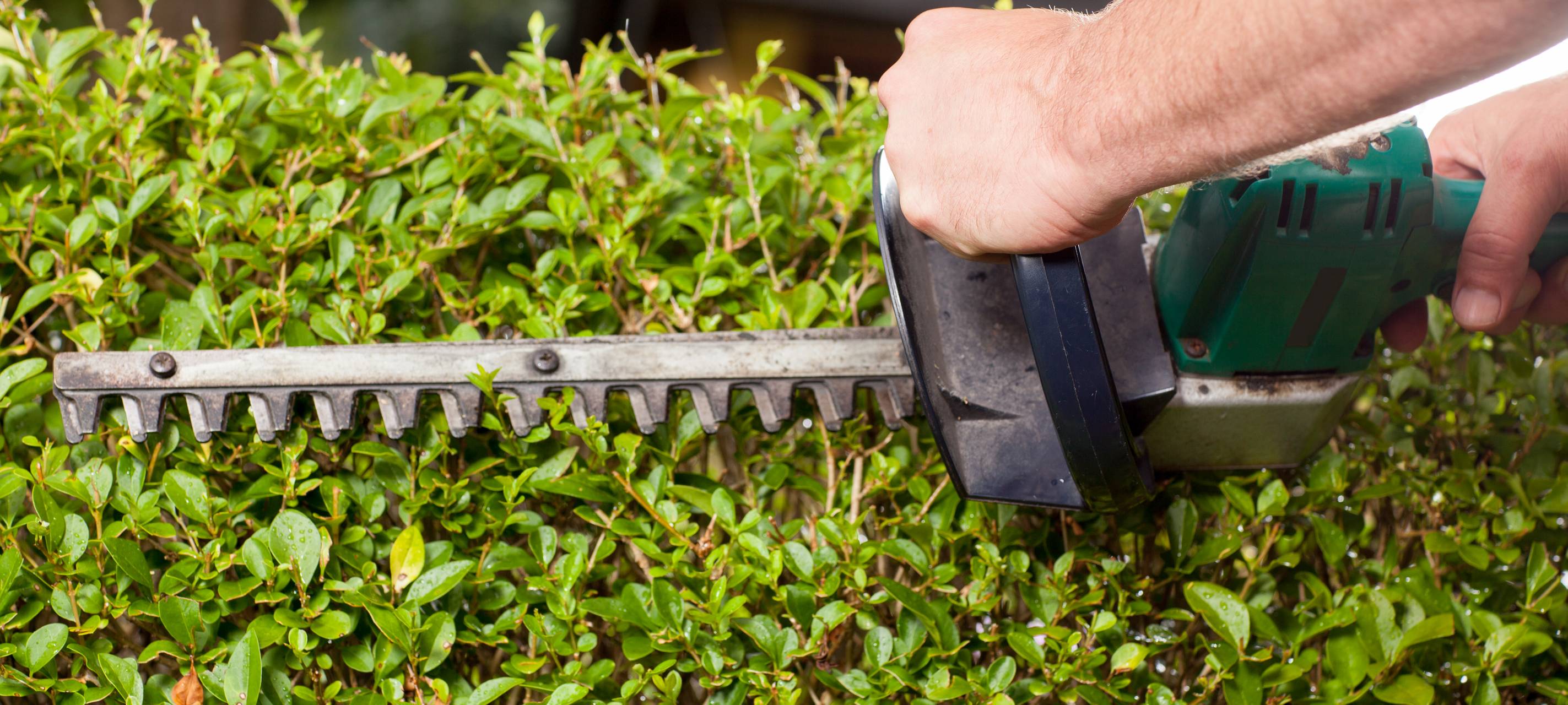 Schonzeit bei Büschen, Hecken und Bäumen