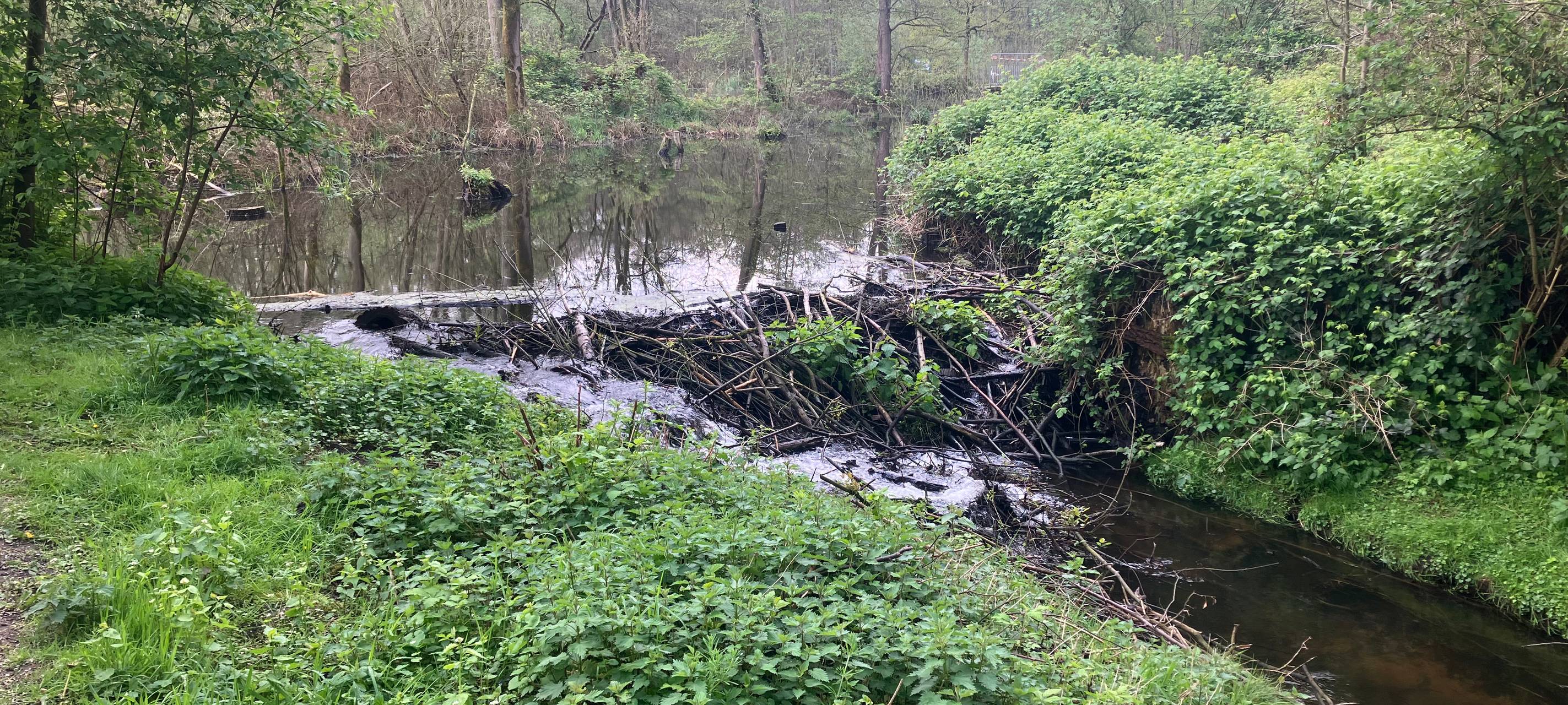 Biberschäden am Mühlenbach in Nettetal