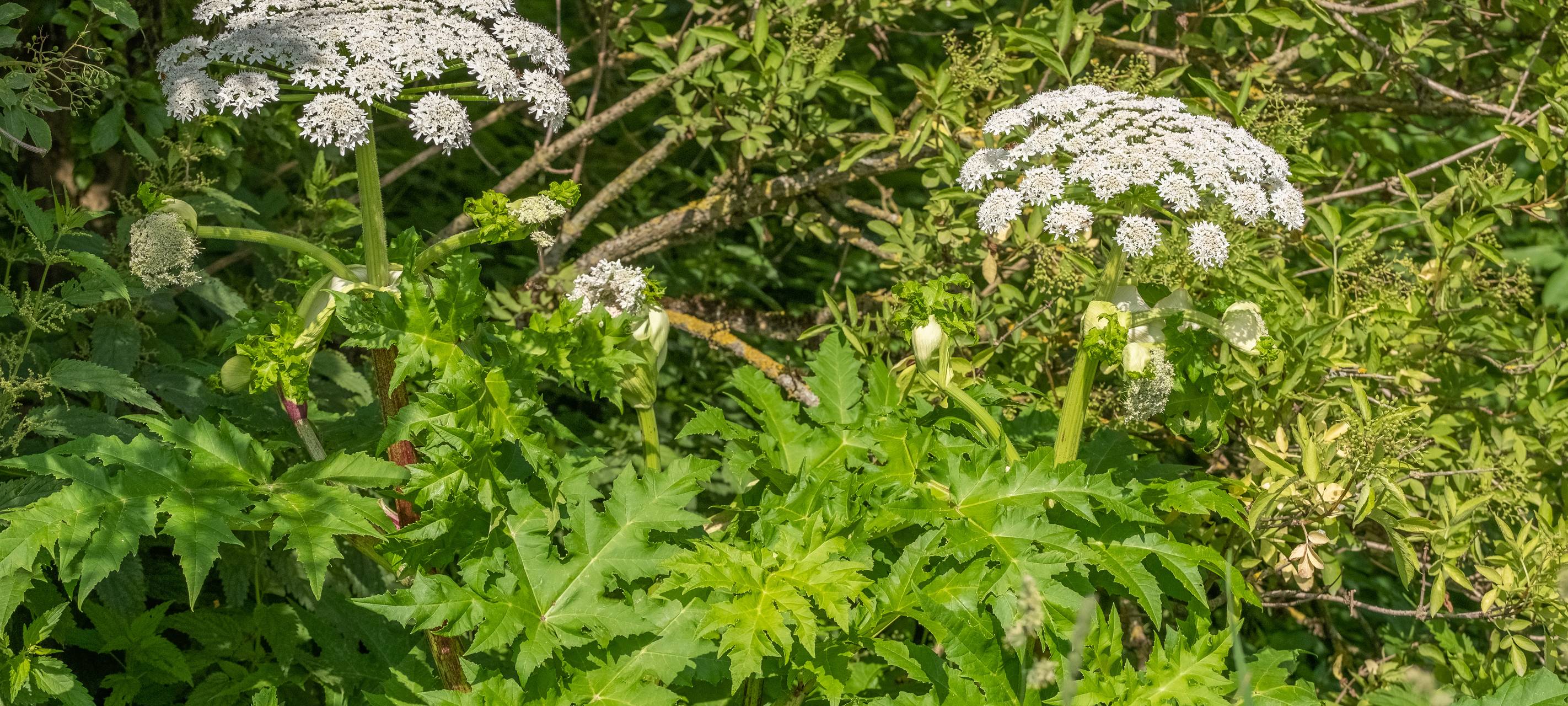 Gefährliche Pflanze blüht jetzt am Niederrhein