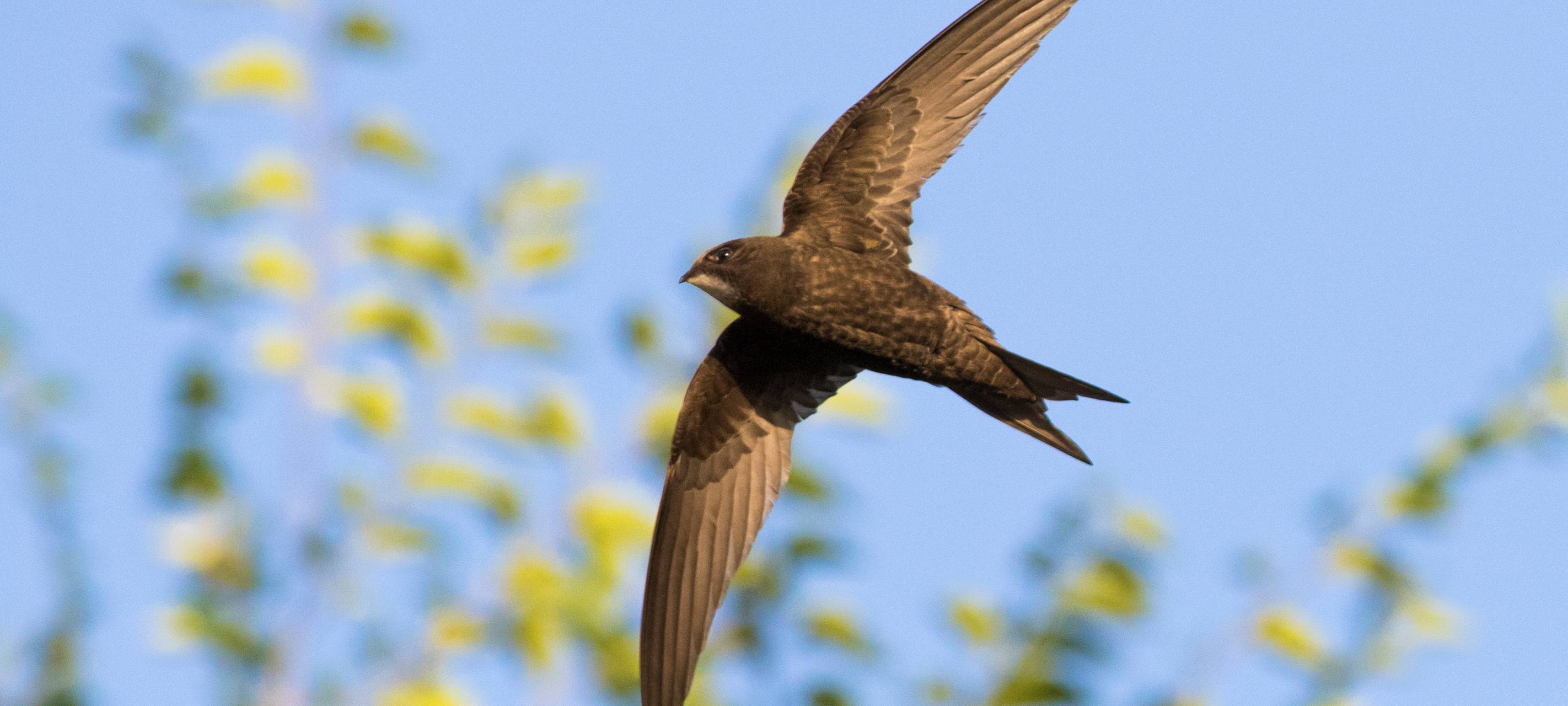 NABU ruft zur Vogelzählung am Wochenende auf