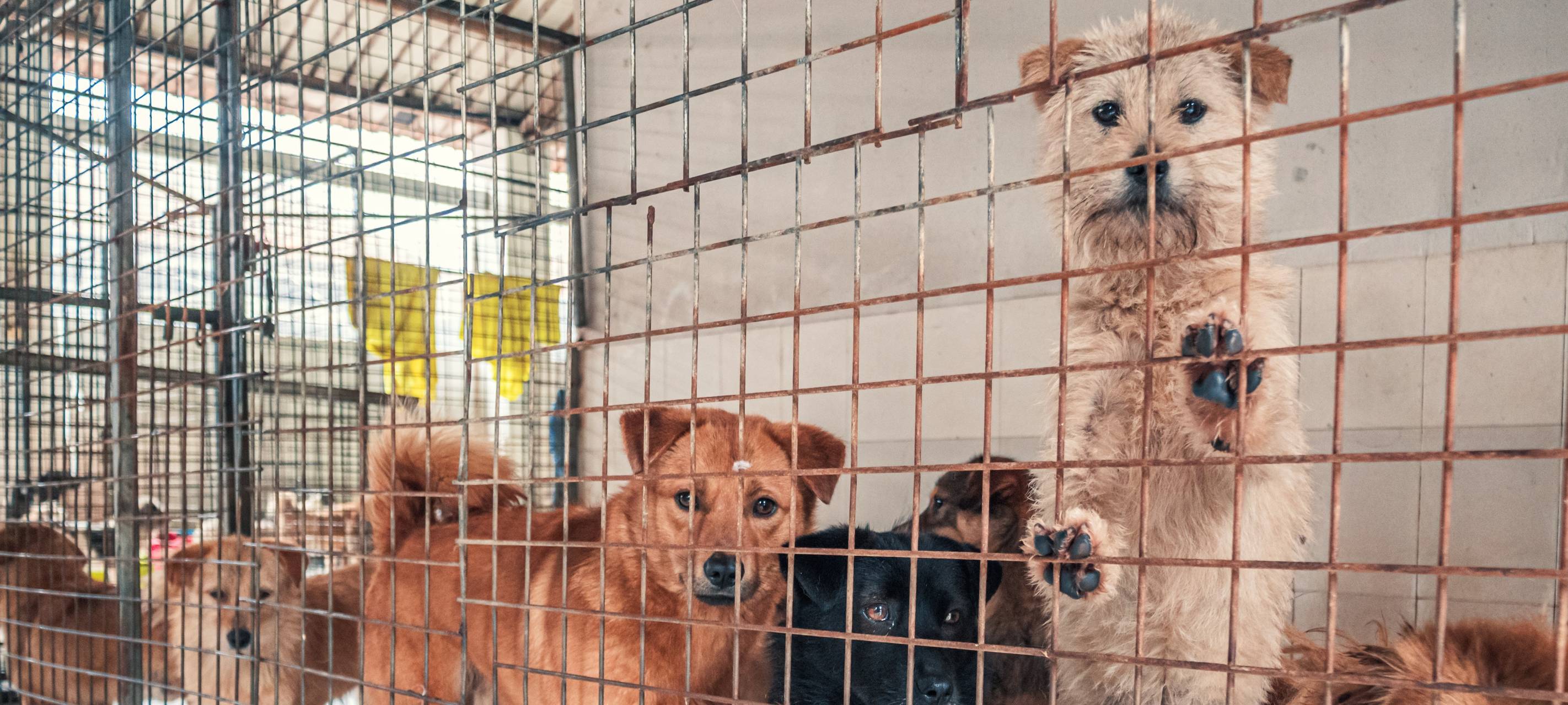 Anstieg der Tierschutzanzeigen am Niederrhein