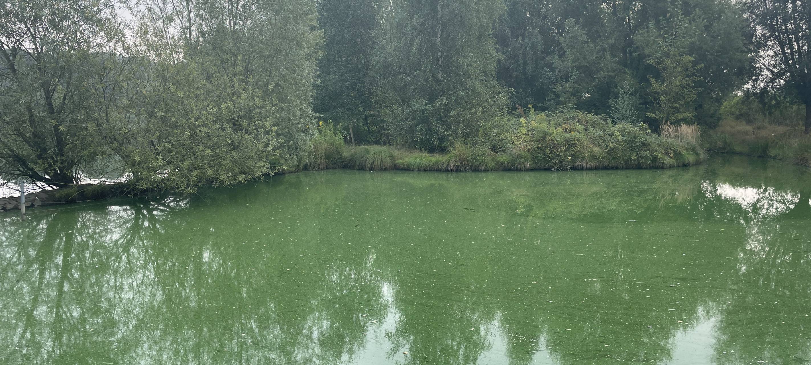Willich: Blaualgen im Wekelner See