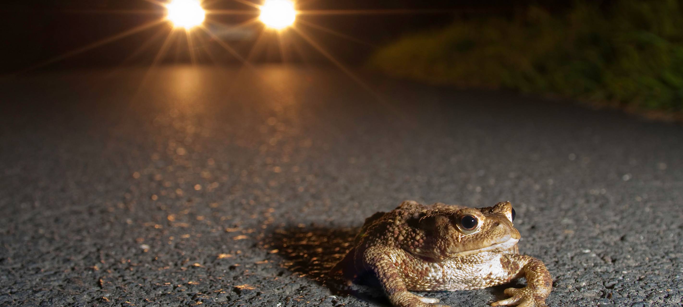 Amphibienwanderung am Niederrhein