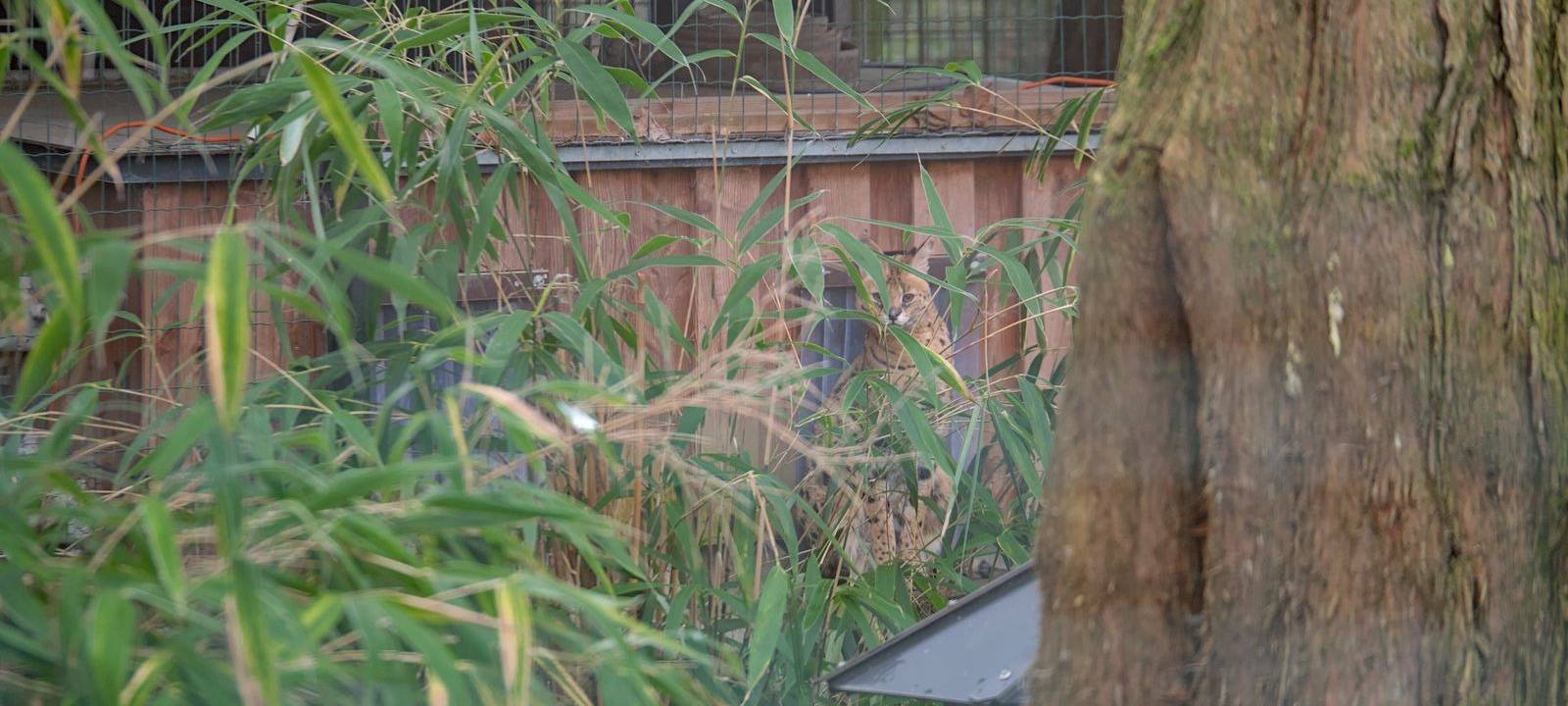 Neue Bewohner im Krefelder Zoo: Nia und Kibo