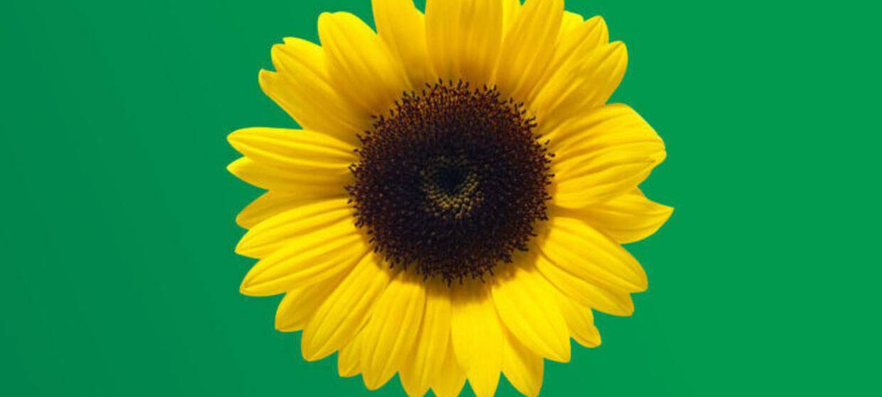 Viersen: Menschen mit nicht sichtbaren Behinderungen stärken