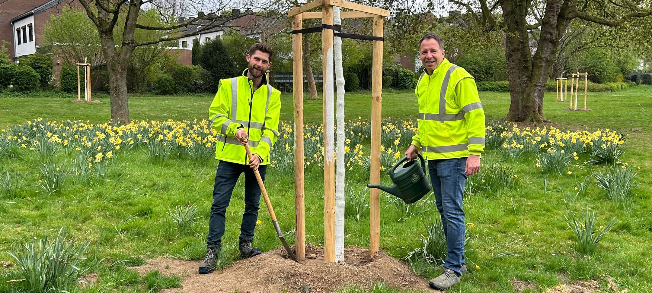 Neue Bäume in Viersen