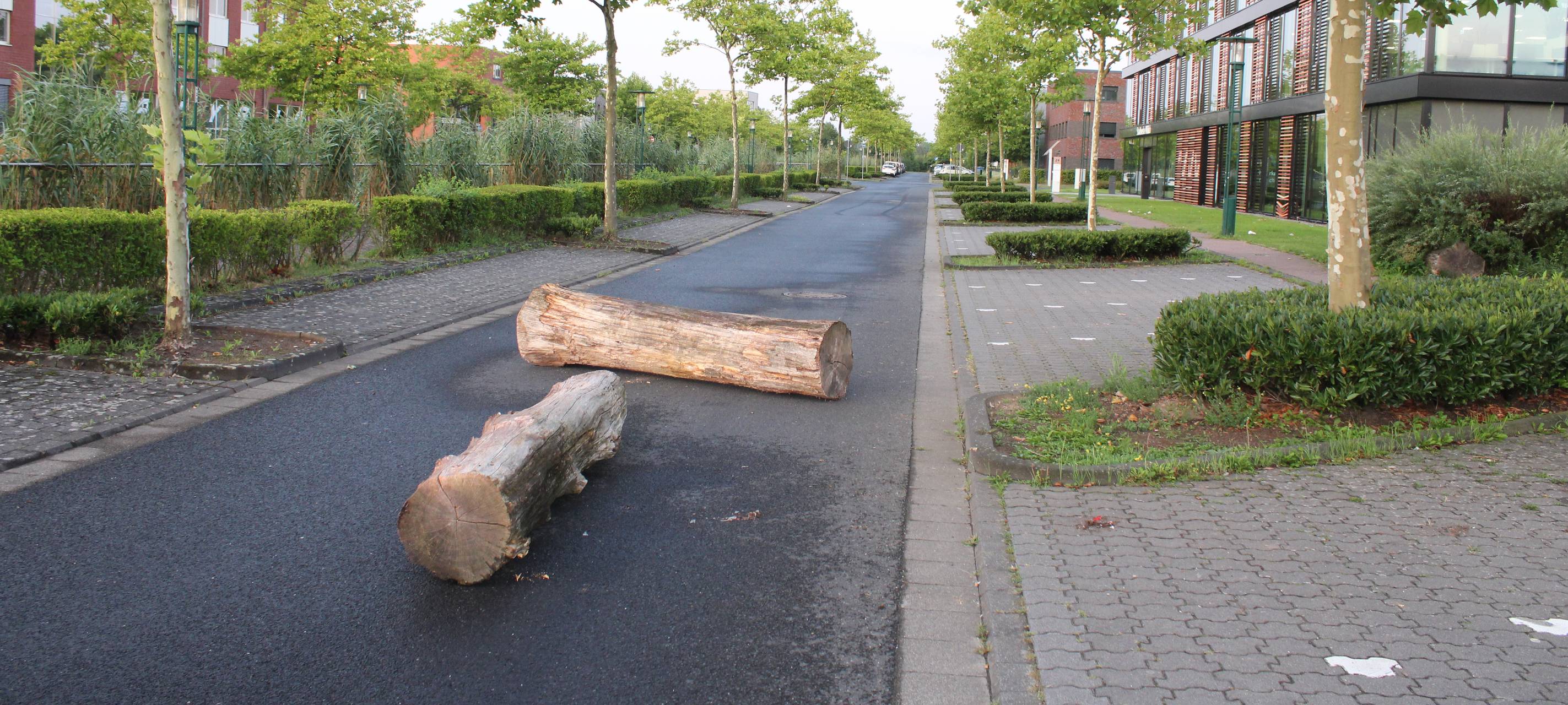 Baumstämme in Willich mitten auf der Straße