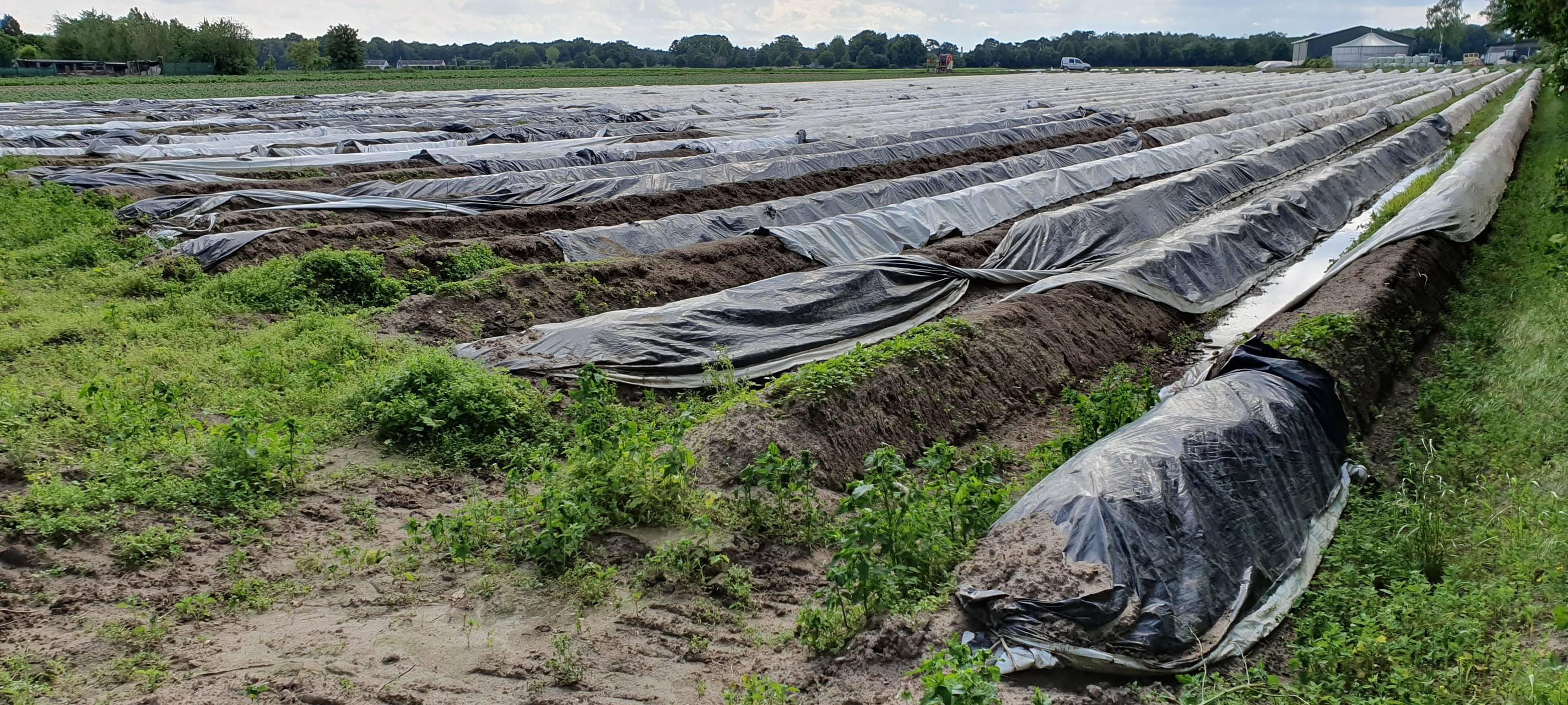 Landwirte in der Erdbeer-/Spargel-Krise