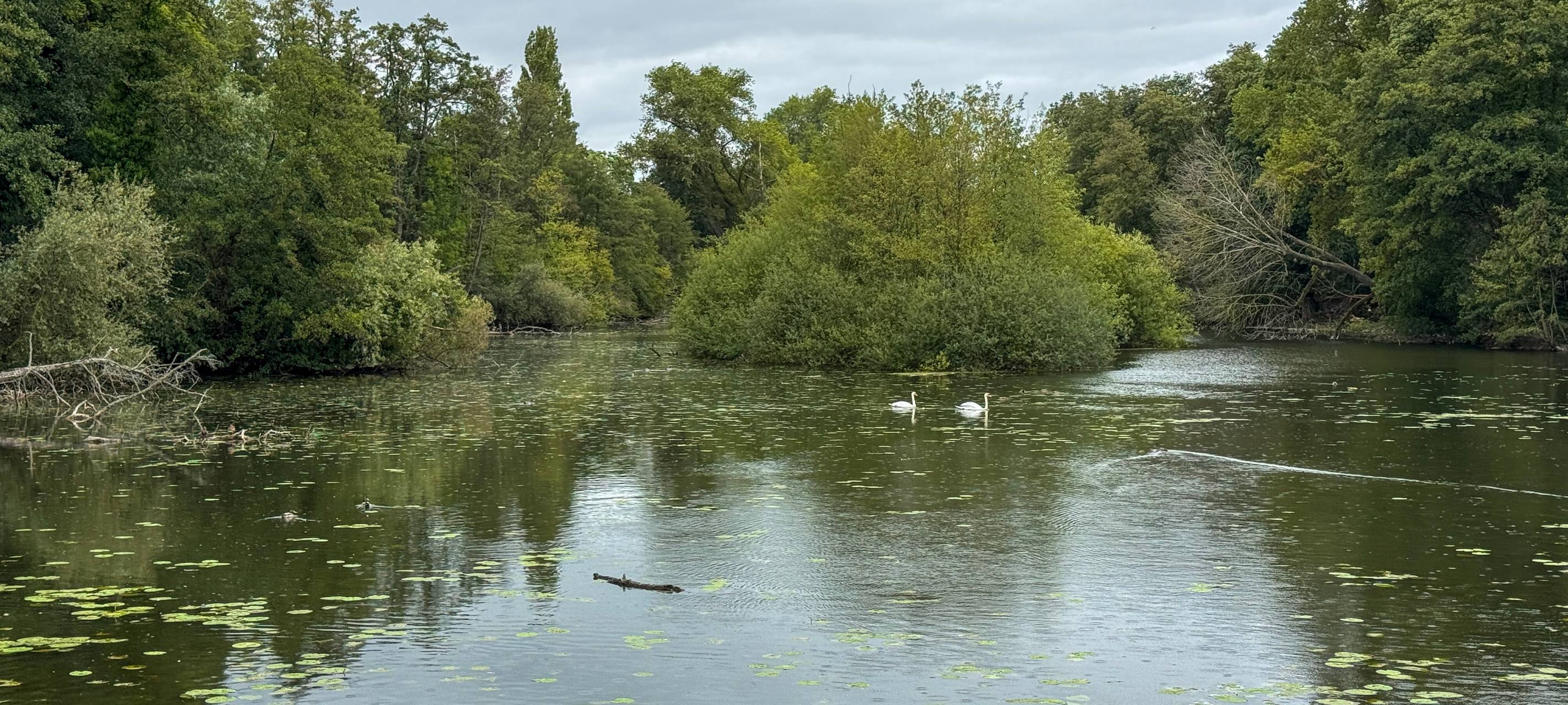 Bessere Wasserqualität im Naturschutzgebiet Niepkuhlen