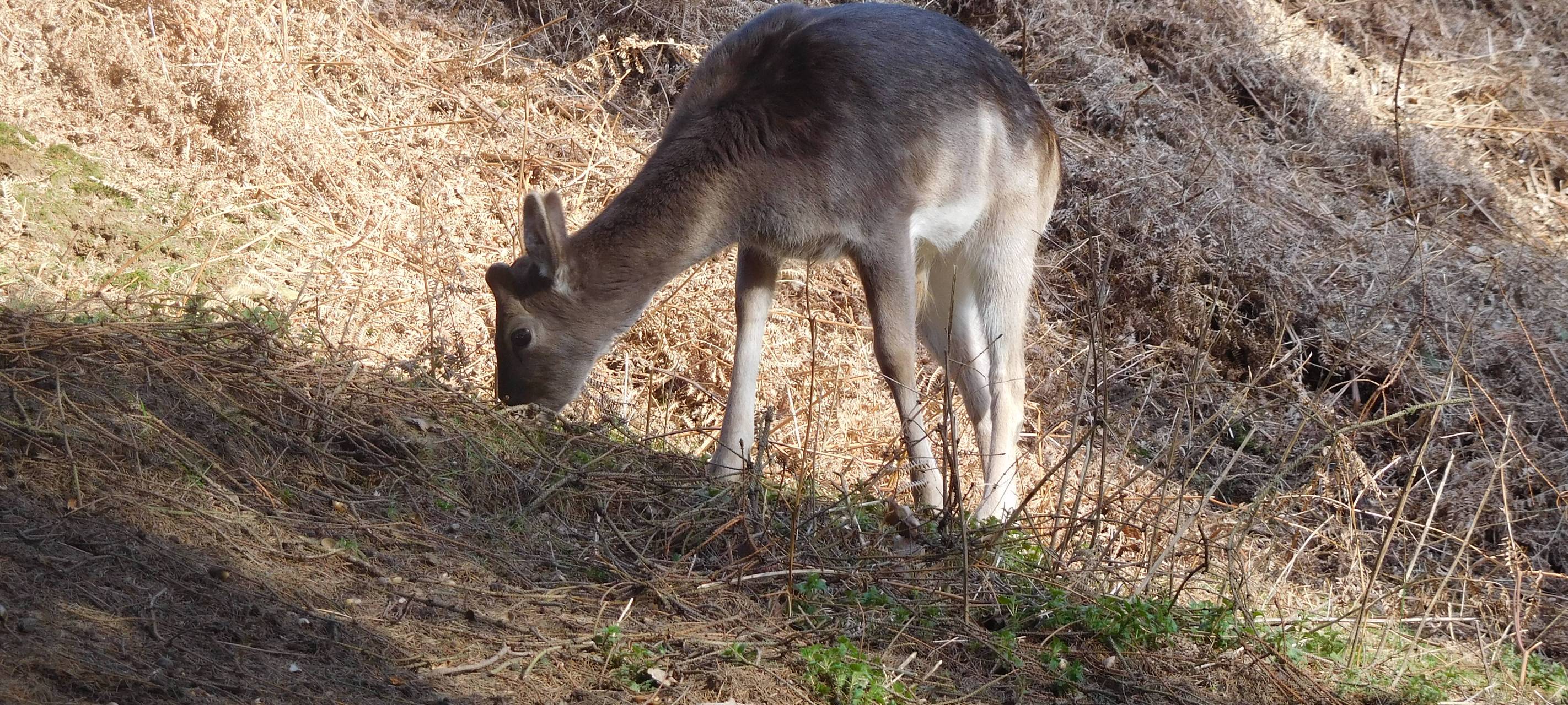 Gefahr von Wildunfällen