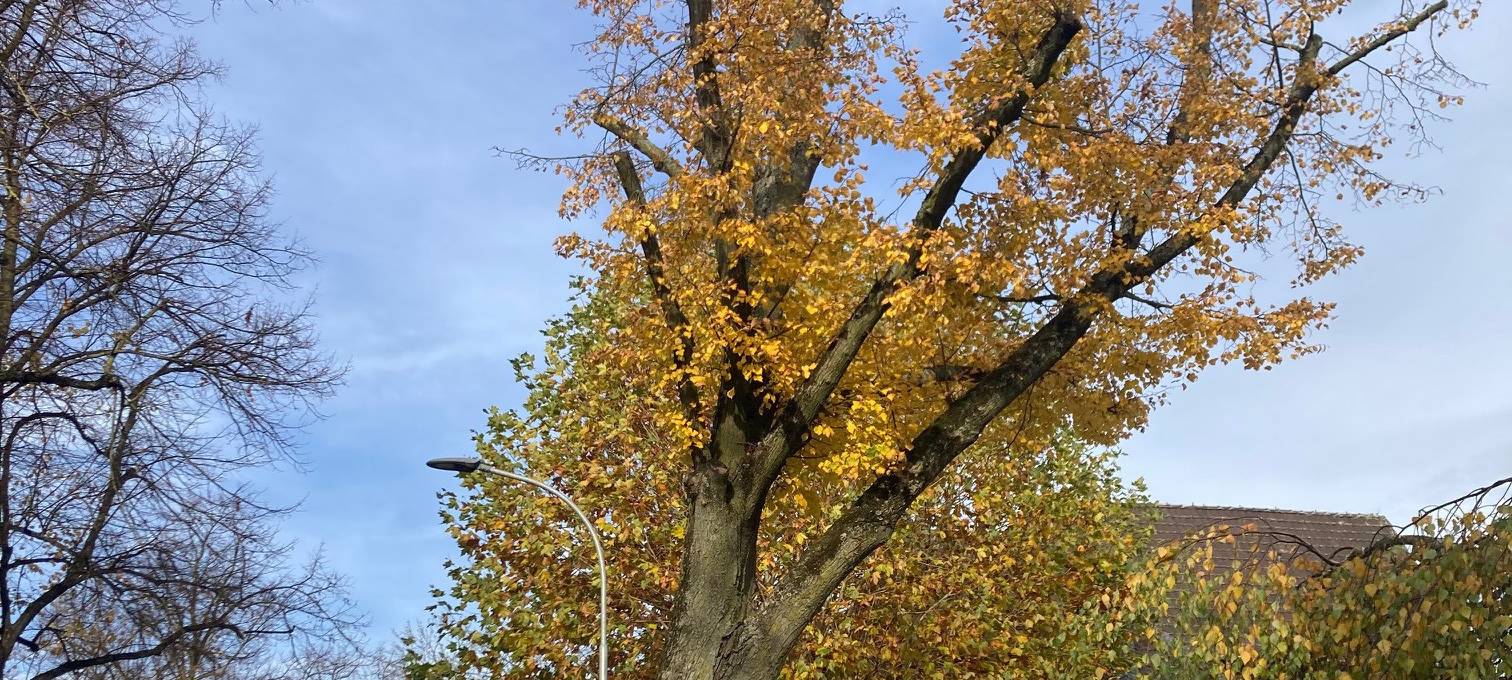 Alte Linde in Hinsbeck wegen Pilzbefall gefällt