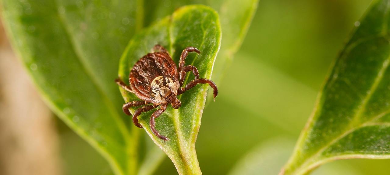 Vermehrte Zeckengefahr am Niederrhein