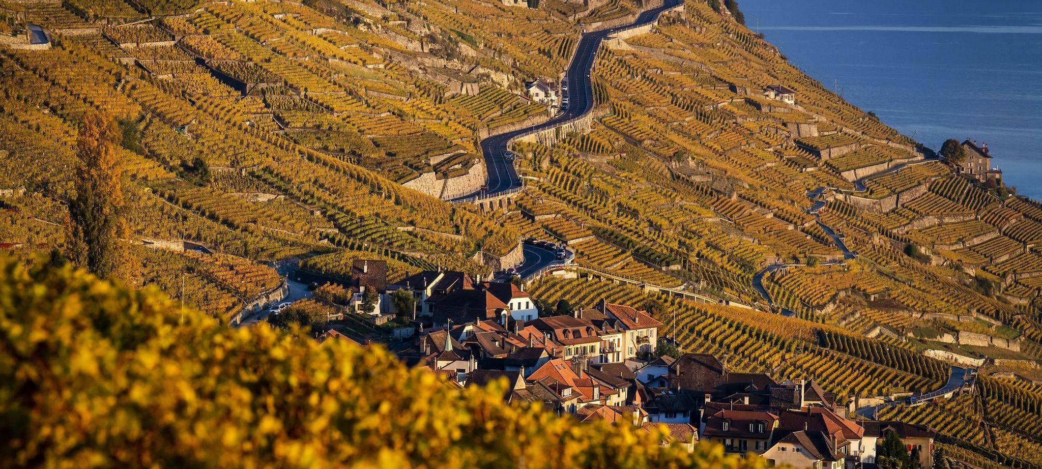 Weinanbau am Genfer See