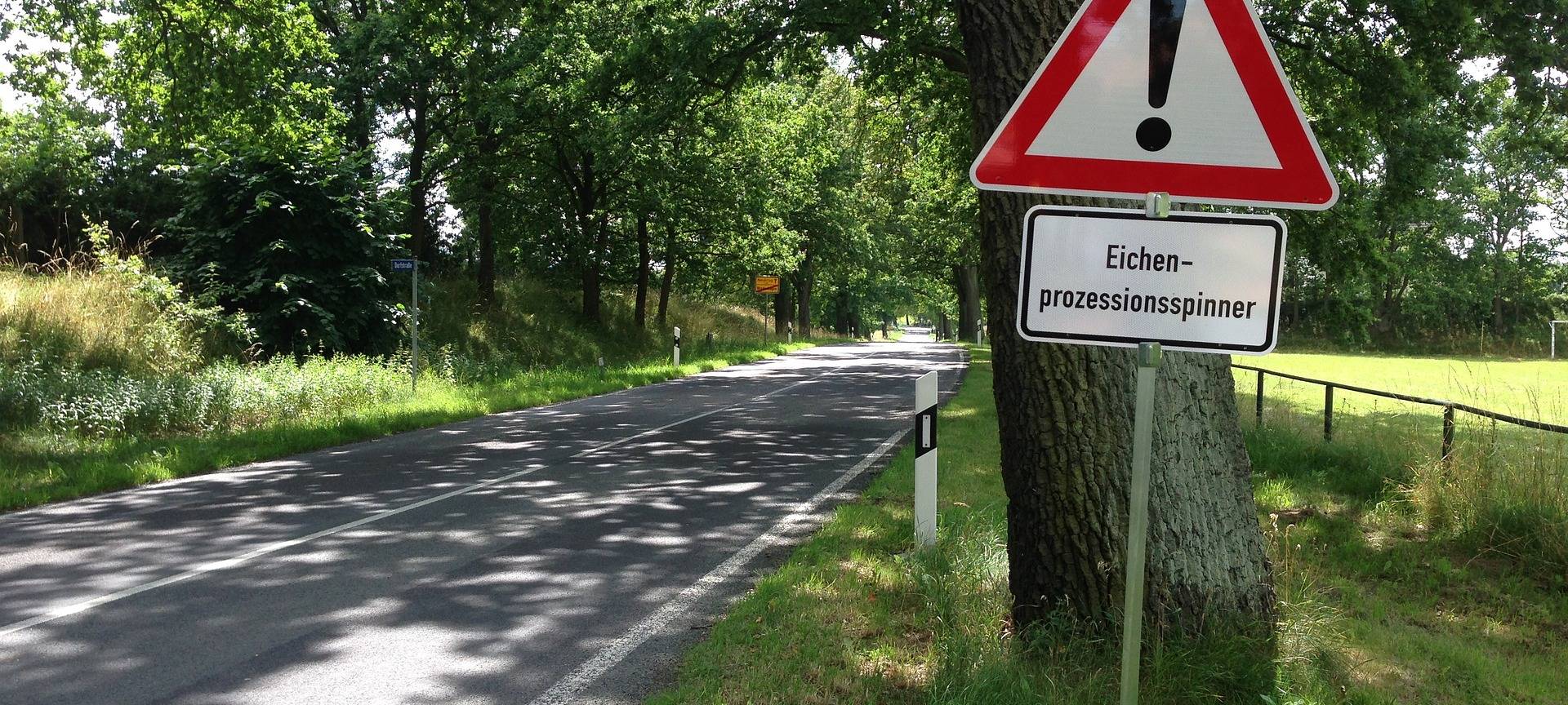 Krefeld: Eichenprozessionsspinner auf Friedhöfen in Uerdingen und Elfrath