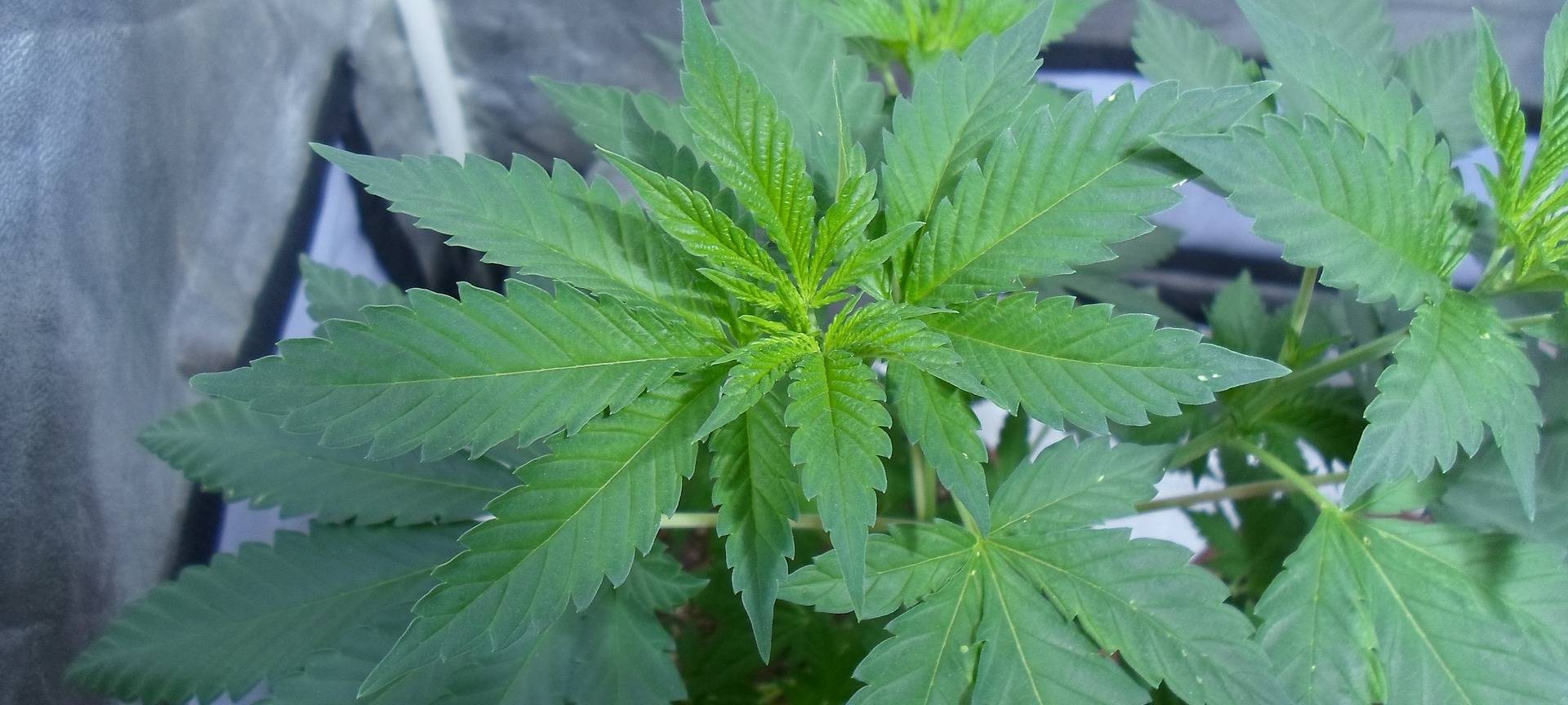 KV Nordrhein übt Kritik an geplanter Cannabis-Legalisierung