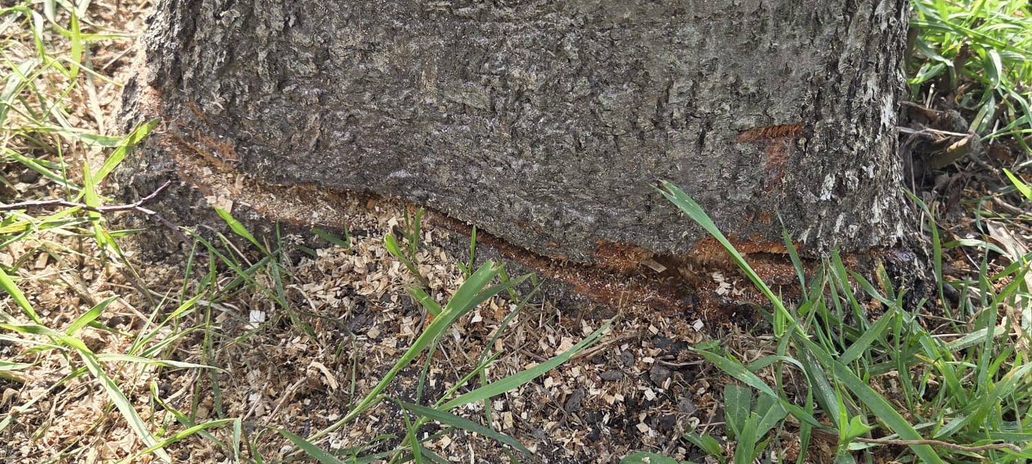 Vandalismus in Willich: Bäume angesägt