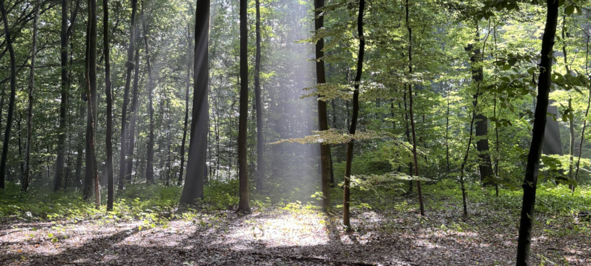 Krefeld: Baumkronen in Wäldern deutlich gesünder