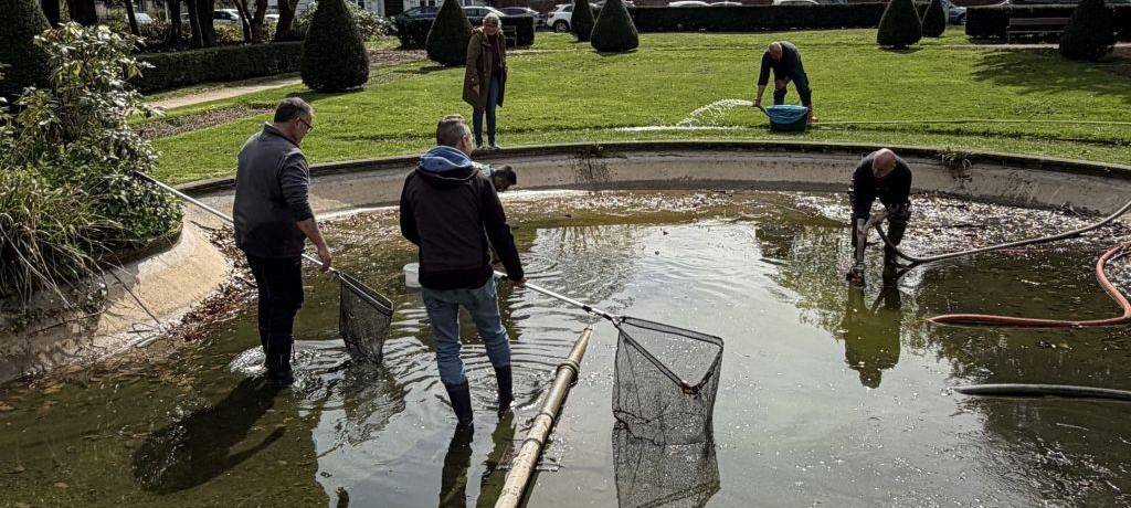 Goldfische aus Stadtgarten in Viersen umgesetzt