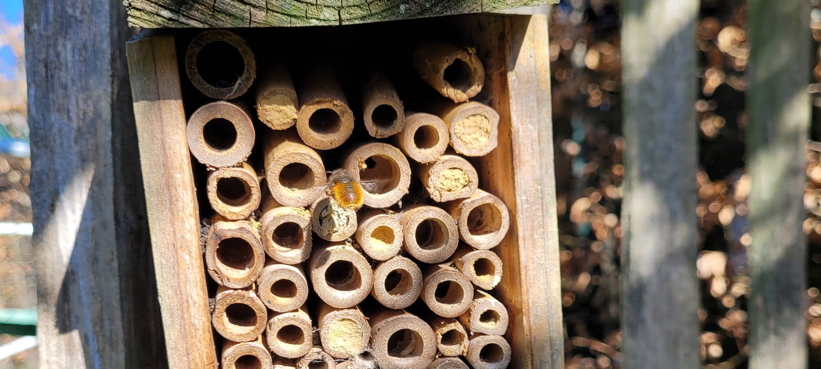 So entdecken Kinder in Nettetal die Welt der Bienen