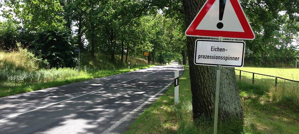 Eichenprozessionsspinner-Beseitigung in Viersen