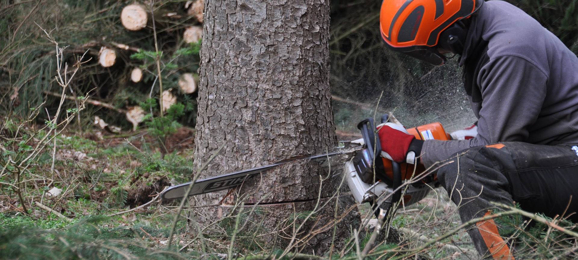 Baumfällungen in Viersen