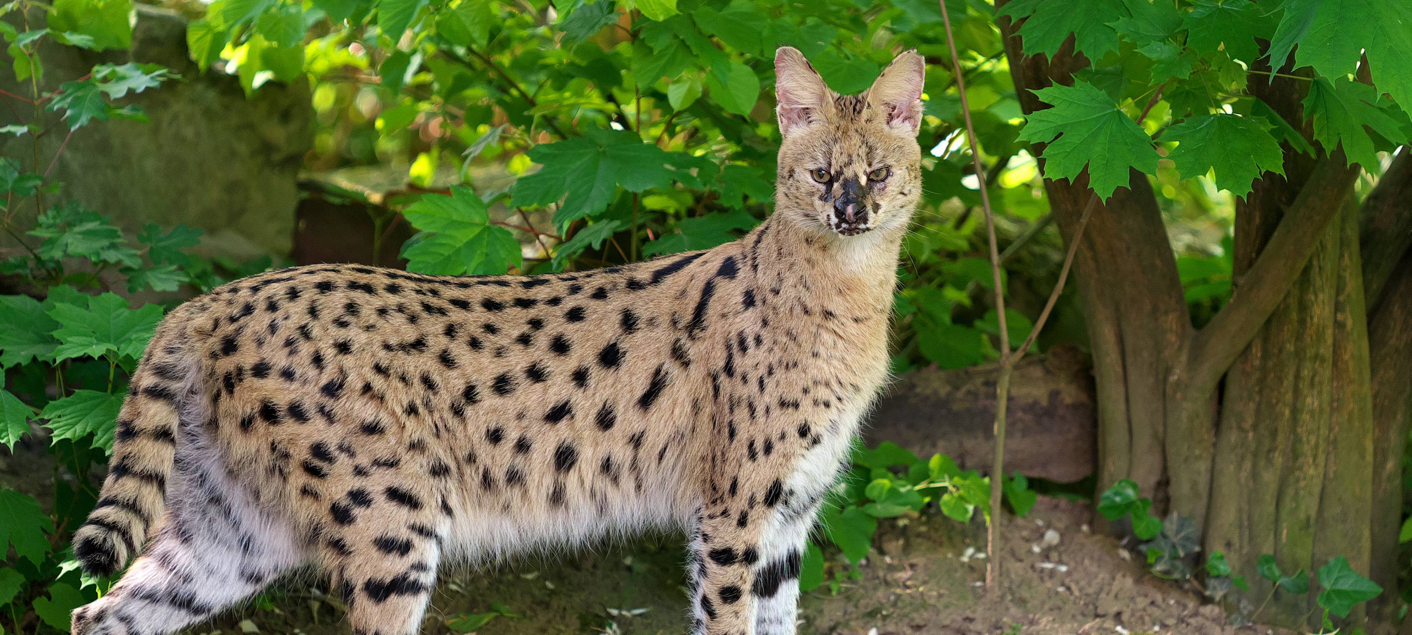 Wieder da: Afrikanische Wildkatze aus Krefelder Zoo