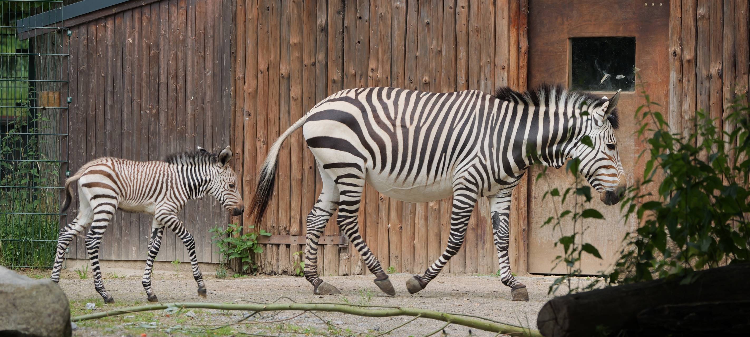 Zebra-Zuwachs im Krefelder Zoo