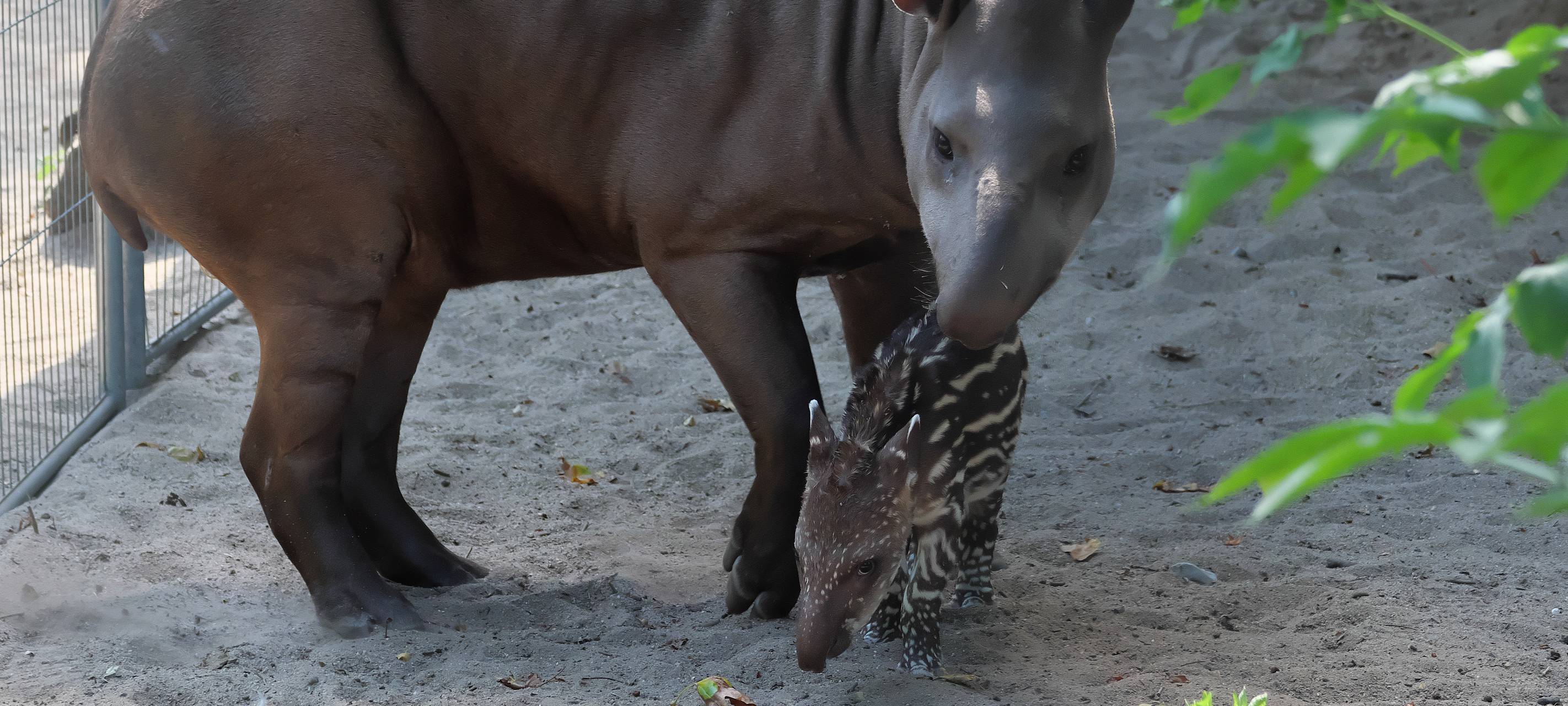 Zoo Krefeld freut sich über Tapir-Nachwuchs
