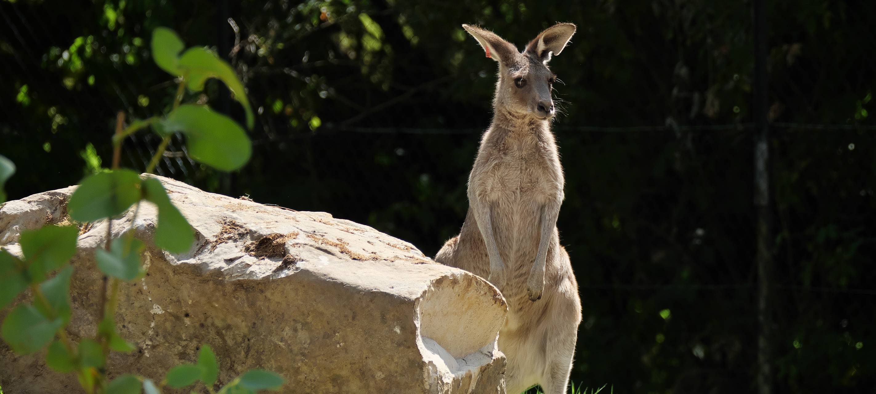 Krefelder Zoo eröffnet Känguru-Outback