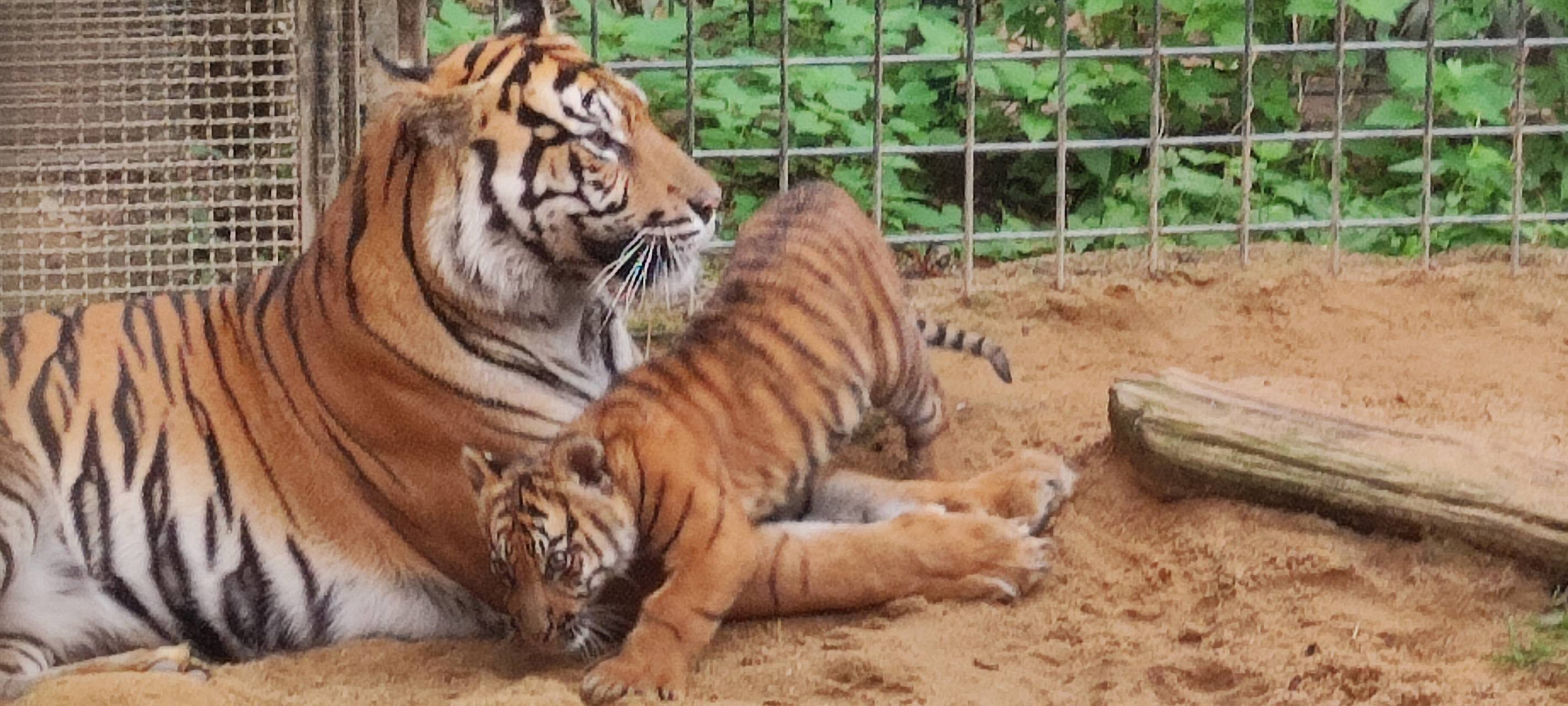 Zoo Krefeld freut sich über Tiger-Nachwuchs