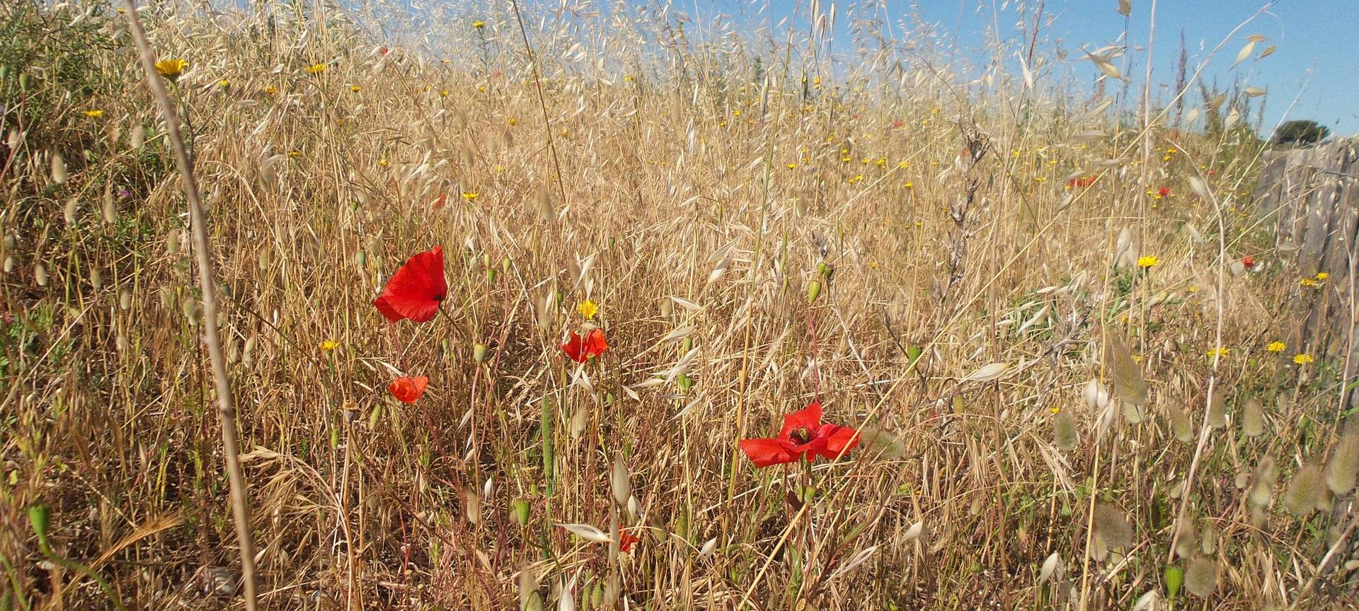 Stadt kommt mit Bewässern kaum nach