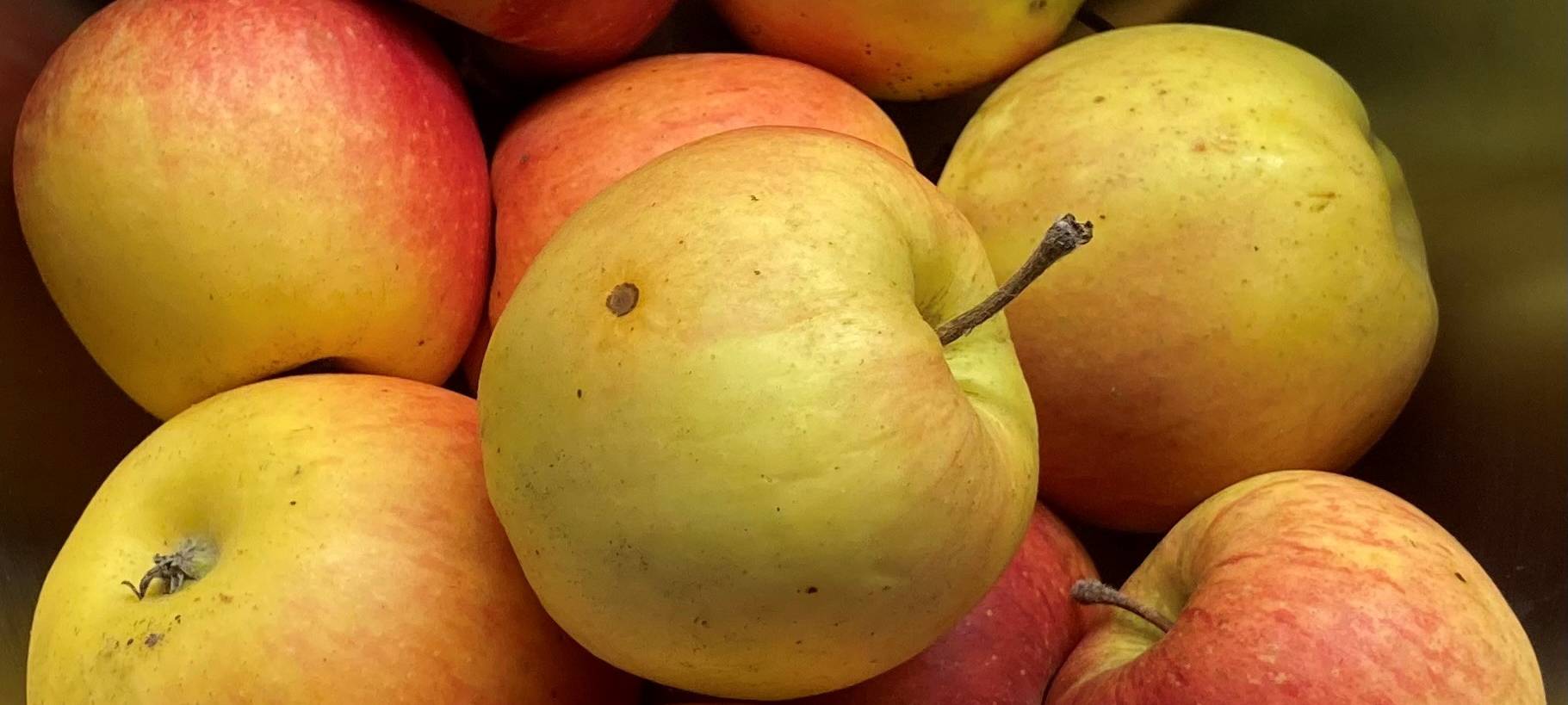 Neue Apfelkönigin in Tönisvorst vorgestellt