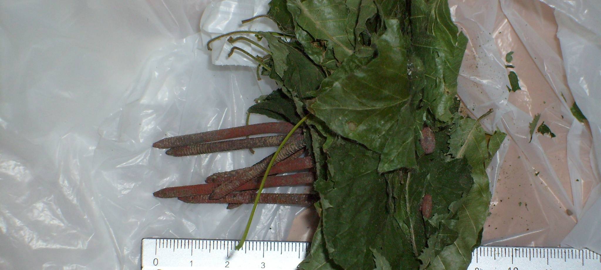 Nagelfalle in Kita gefunden