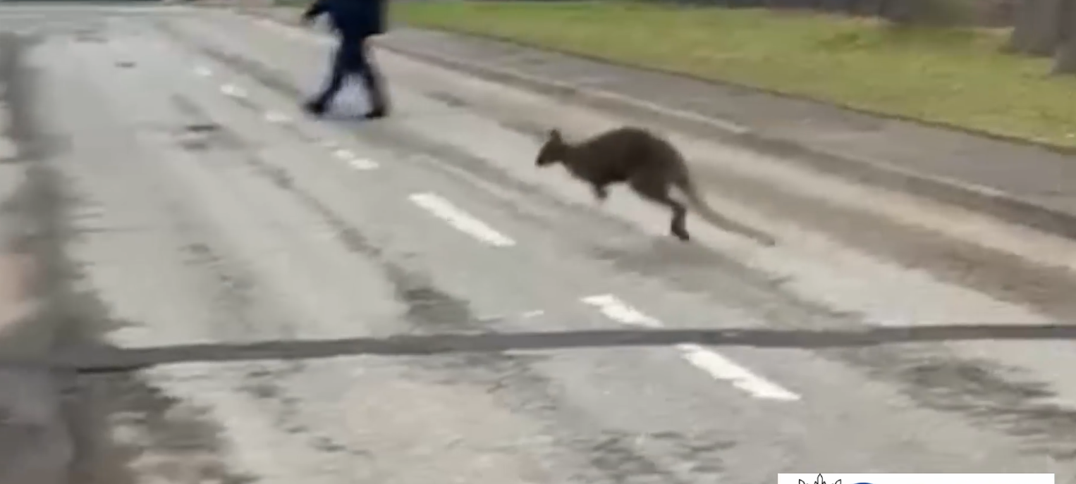 Entlaufenes Känguru eingefangen