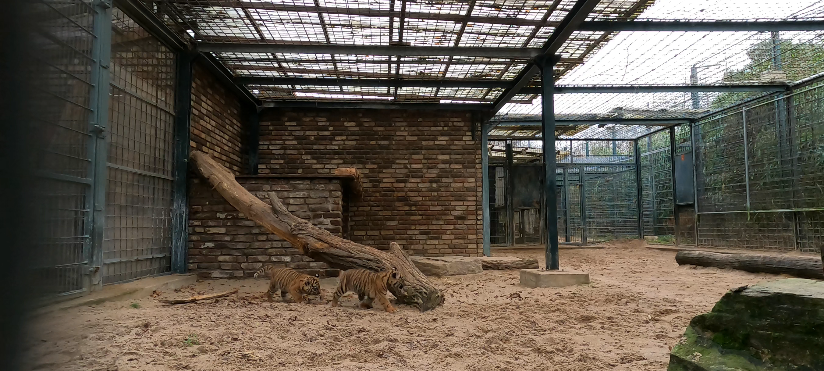 Nachwuchs bei den Tigern im Krefelder Zoo