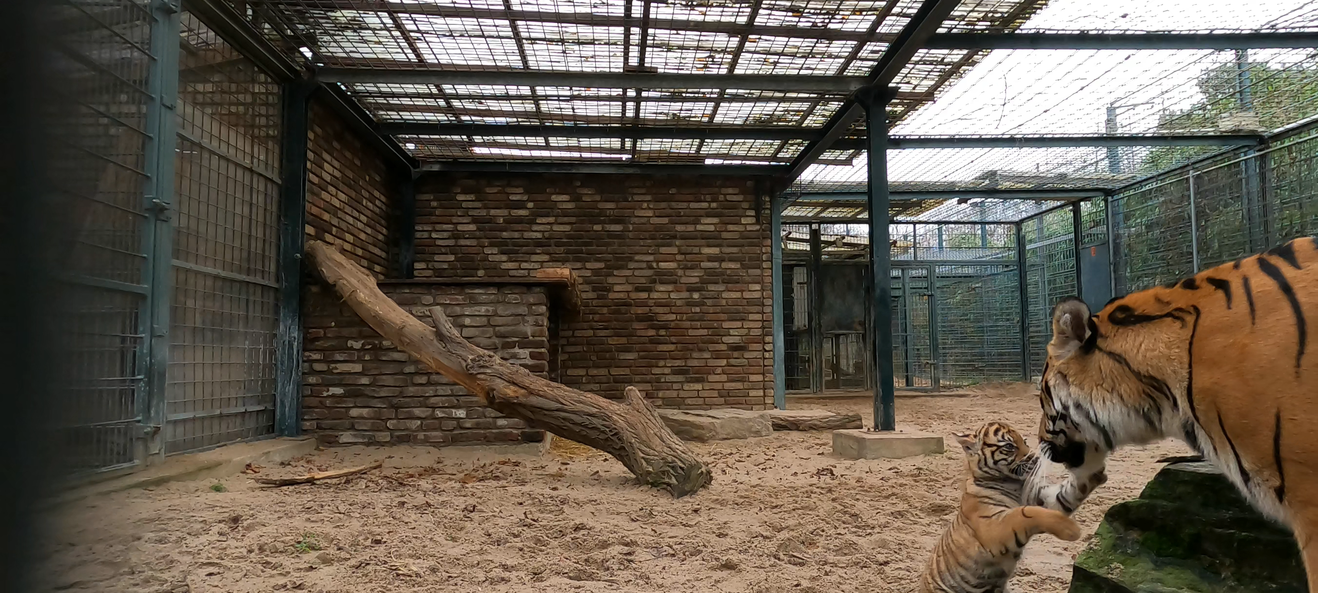 Nachwuchs bei den Tigern im Krefelder Zoo