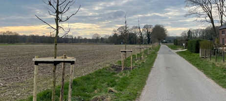 Brüggen setzt neue Platanen und Eichen für mehr Grün