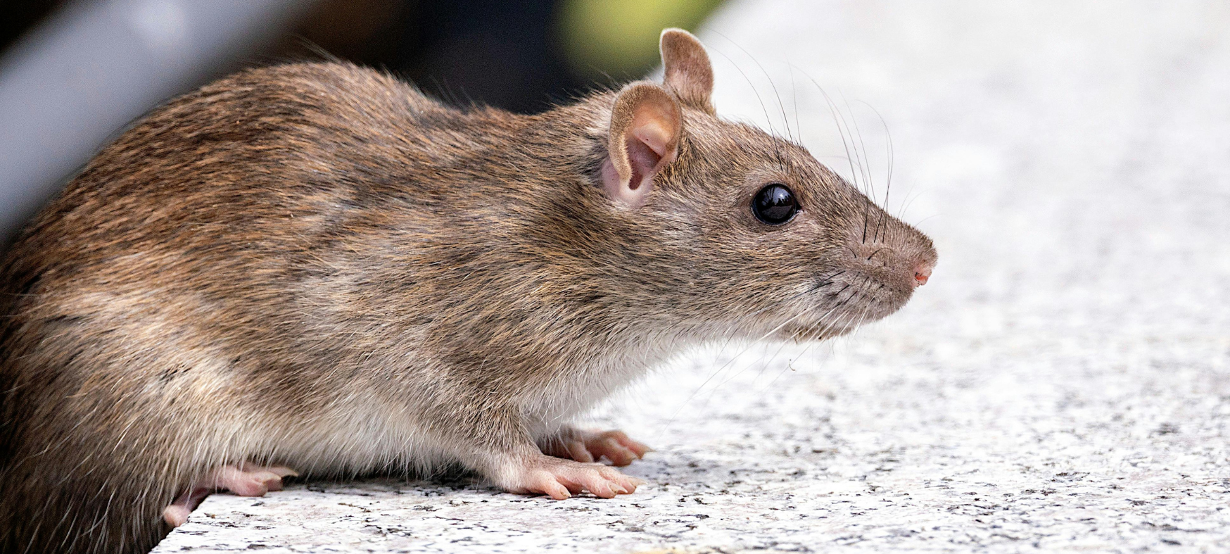 Viele Ratten am Niederrhein unterwegs